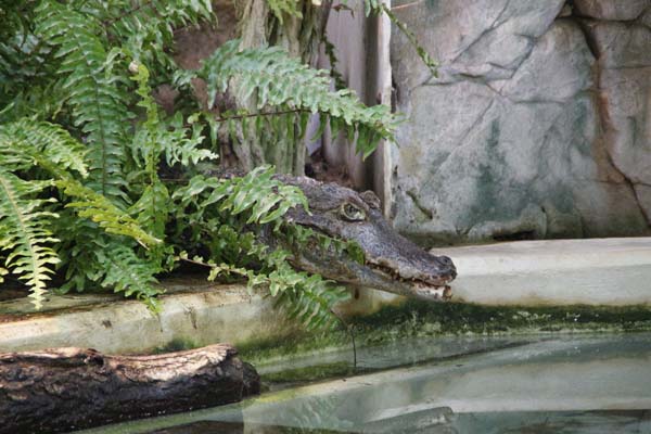 Zoo-Nuernberg 184